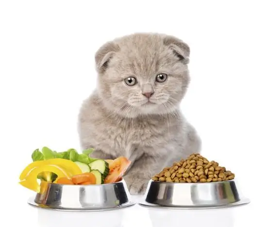 Nutrition naturelle pour chats : avantages et inconvénients, choix alimentaires, alimentation équilibrée et recommandations vétérinaires