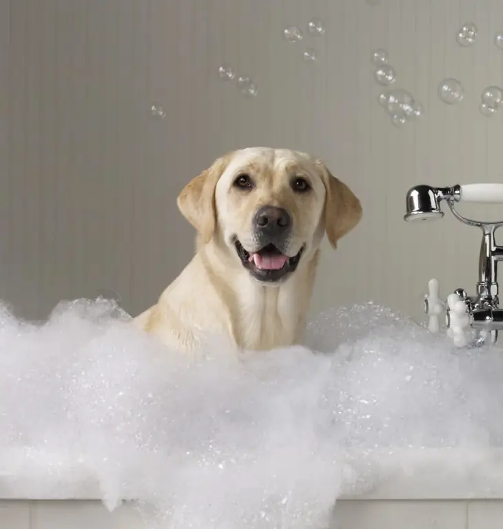 Hoe kom je van de geur van een hond af: veelvuldig baden, het gebruik van speciale shampoos, folkmethoden en het gebruik van speciale producten