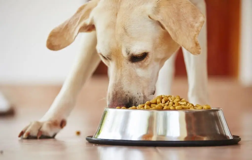 Aliments anti-allergènes pour chiens : liste, classement des meilleurs, fabricants, composition et recommandations des vétérinaires