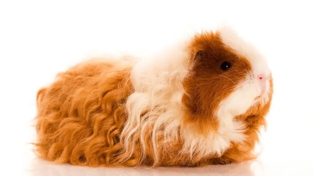 Sheltie guinea pig: features of the breed, conditions of detention and care