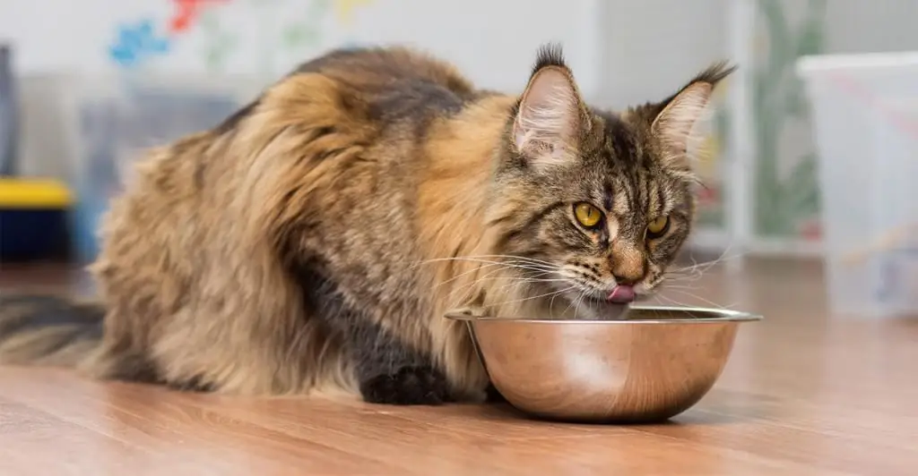 Aliment per gats pronatures: anàlisi de la composició, revisions de veterinaris