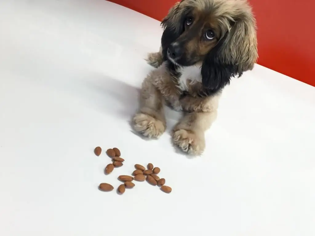 ¿Pueden los perros comer maní? ¿Qué frutos secos se pueden dar a los perros?