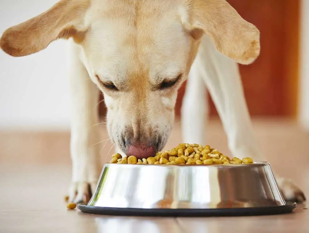 Makanan anjing Semua Anjing: ulasan komposisi dan ulasan