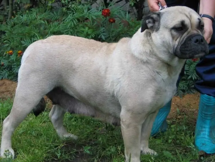 Major Mastiff, ou chien Ca-de-bo : photo de description, caractéristiques de la race, avis des propriétaires