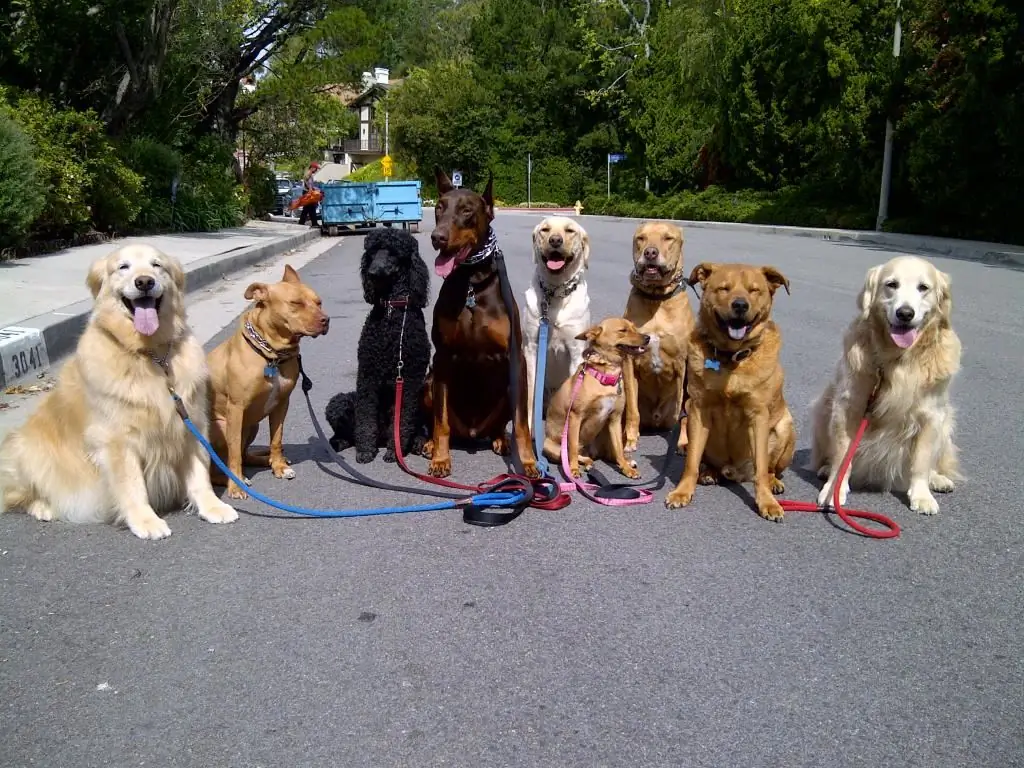 Socialización del perro: métodos efectivos de adaptación animal, consejos y trucos