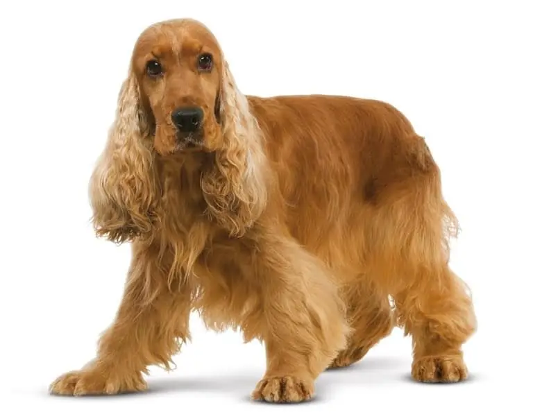 Cocker Spaniel: perihalan baka, watak, penjagaan dan penyelenggaraan