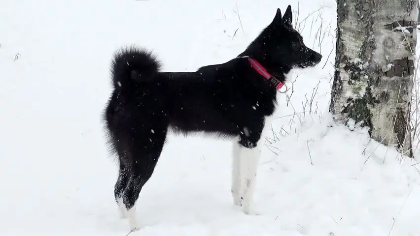 Russisk-europæisk Laika: foto, karakteristika og beskrivelse af racen, ejeranmeldelser