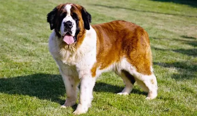 Watoto wa mbwa wa St. Bernard