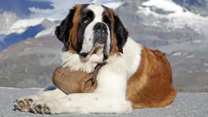 Sa anong mga bundok pinalaki ang St. Bernards?