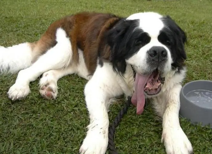 Wat is die verskil tussen St. Bernard en Moskou waghond