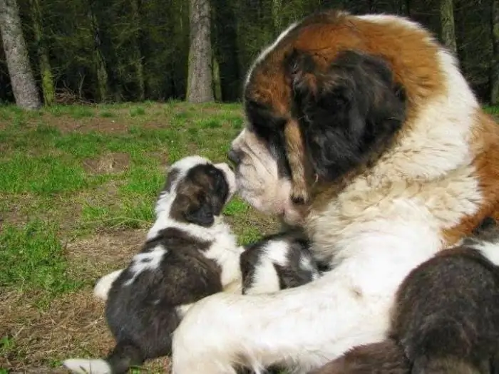 Lielais St Bernards