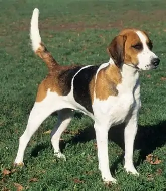 Foxhound anglès: foto, descripció de la raça, estàndard, característiques de contingut, comentaris dels propietaris