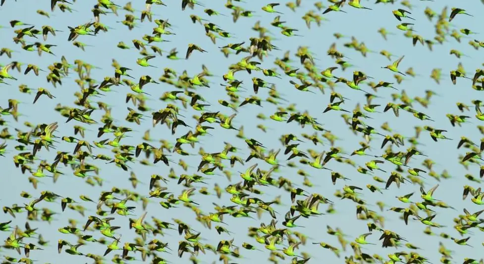 Budgerigars pom lub ntiaj teb nyob ib puag ncig lawv li cas?