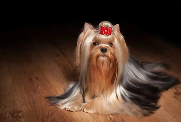 Yorkshire Terrier: rasens historie, dens opprinnelse og interessante fakta