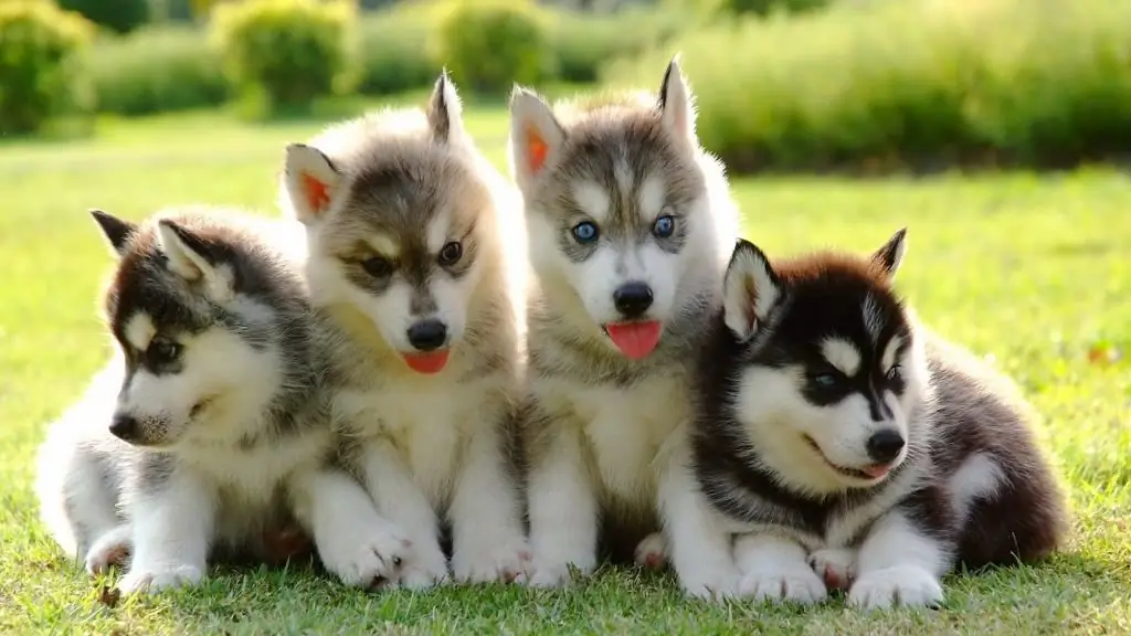 Husky: breed history, description with photo, breeding methods and care