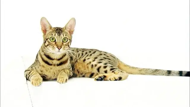 Cats of rare breeds: name and description. The rarest cat breeds in the world