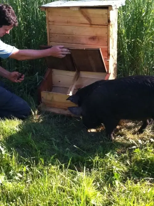 Do-it-yourself feeders for pigs. Bunker feeders for pigs