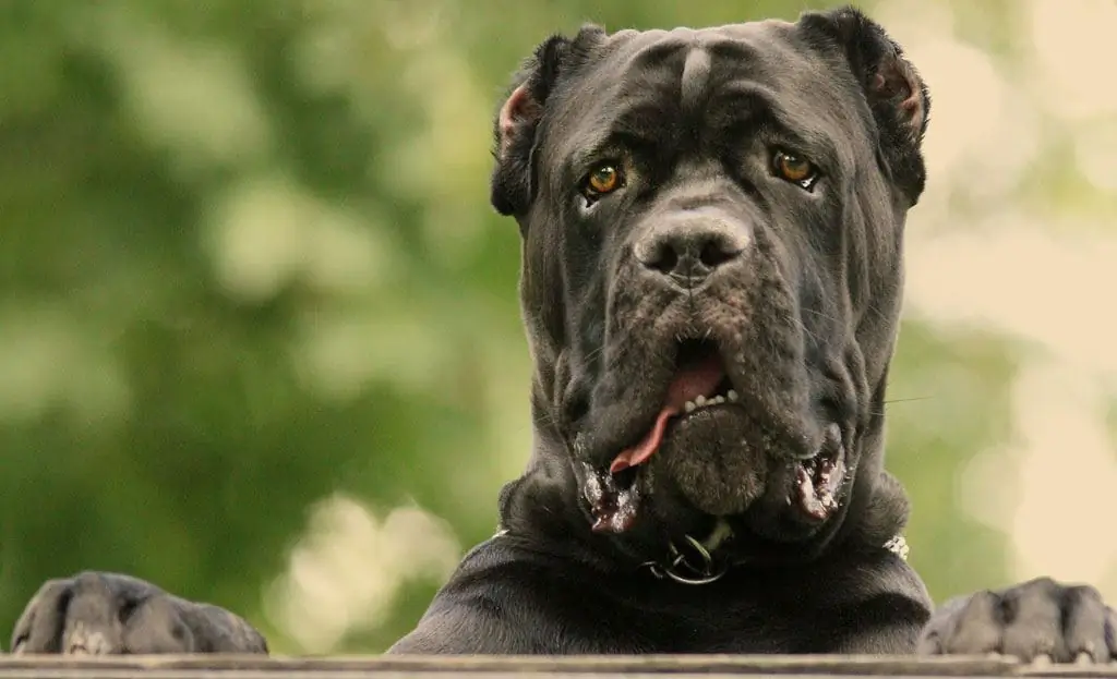 Raça de gossos Cane Corso: característiques, descripció, foto, estàndard, cura i manteniment