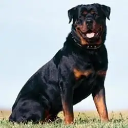 Rottweiler: deskripsi trah, standar, pelatihan, karakter, fitur pemeliharaan di rumah