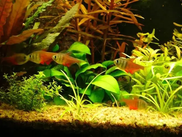 Tetra aquarium ntses: duab, hom, ntsiab lus