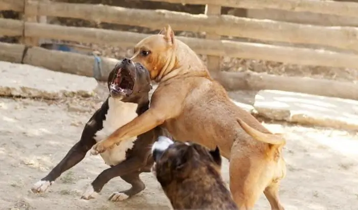 Baka anjing tempur: gambaran keseluruhan dan penerangan