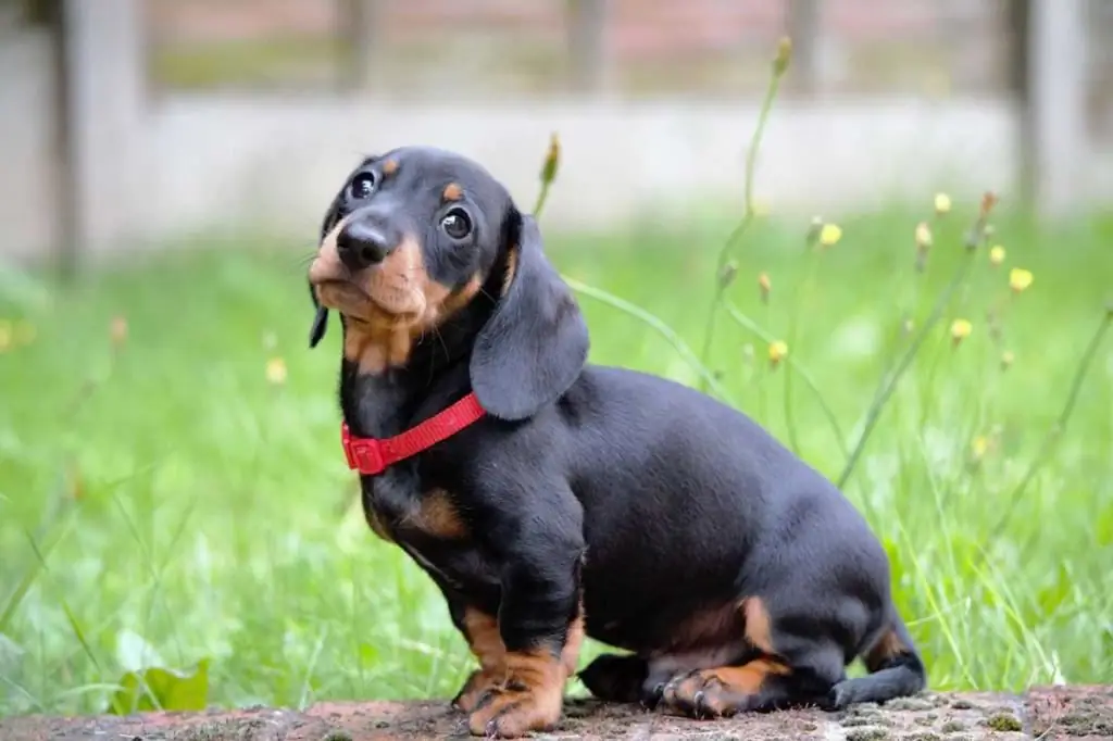 Gladhåret gravhund: typer, beskrivelse med foto, avl og pleje