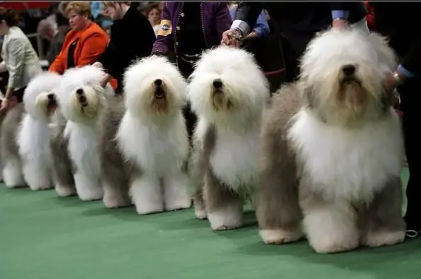 Bobtail iti: fotoşəkil, cinsin təsviri, xarakter, qulluq və qulluq xüsusiyyətləri, sahibin rəyləri