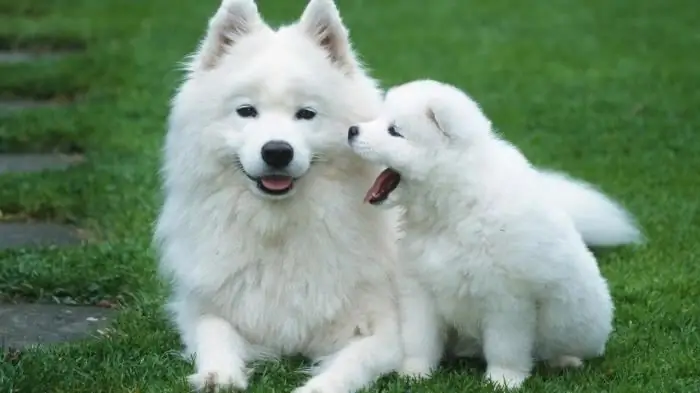 Samoyed Laika: descripció de la raça, caràcter, contingut, característiques de cura, ressenyes