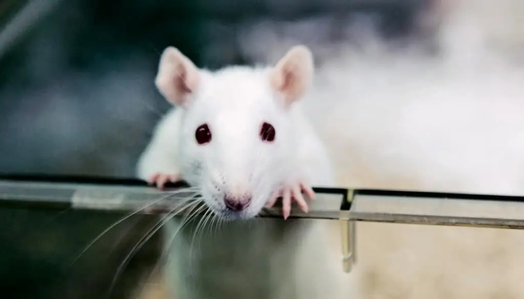 White rat with red eyes: description with photo, content features, behavior and care