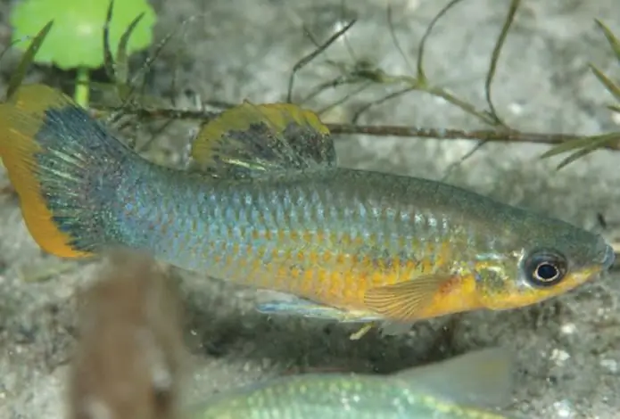 ikan platy