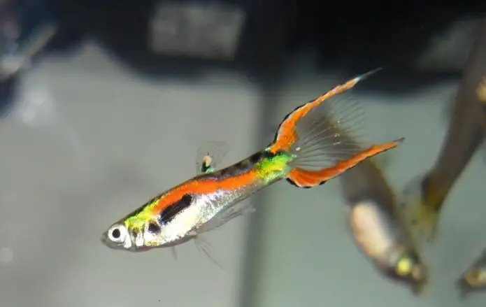 ikan platy