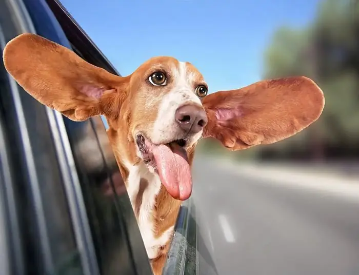 Waarom schudt een hond zijn hoofd en krabt hij aan zijn oren?