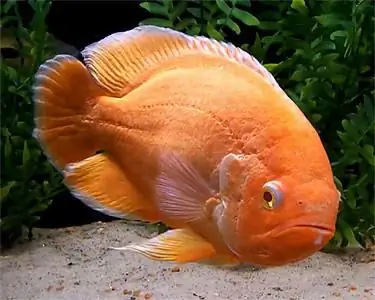 astronotus in the aquarium