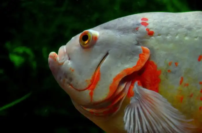 astronotus fisk