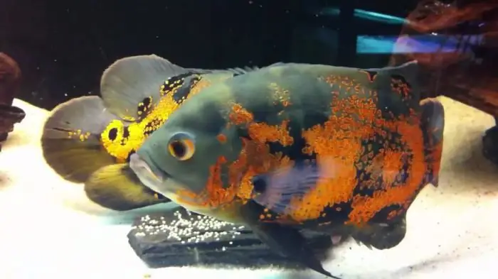 Astronotus aquarium fish