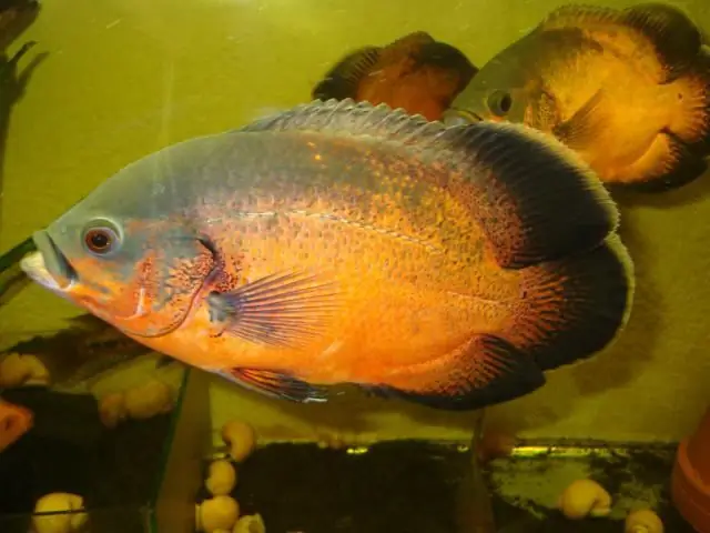 Astronotus: inhoud in het aquarium. Astronotus compatibiliteit met andere soorten en reproductie