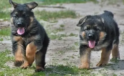 Yuav ua li cas thiaj npaj noj zaub mov ntawm German Shepherds: menyuam dev thiab cov dev loj hlob