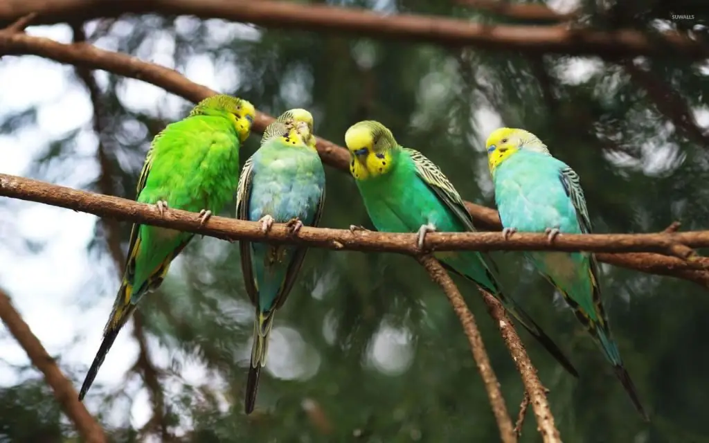 Couleur des perruches : variations de couleur. Combien de temps les perruches vivent-elles à la maison ?