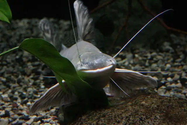 Aquarium chain catfish: types, description, photo