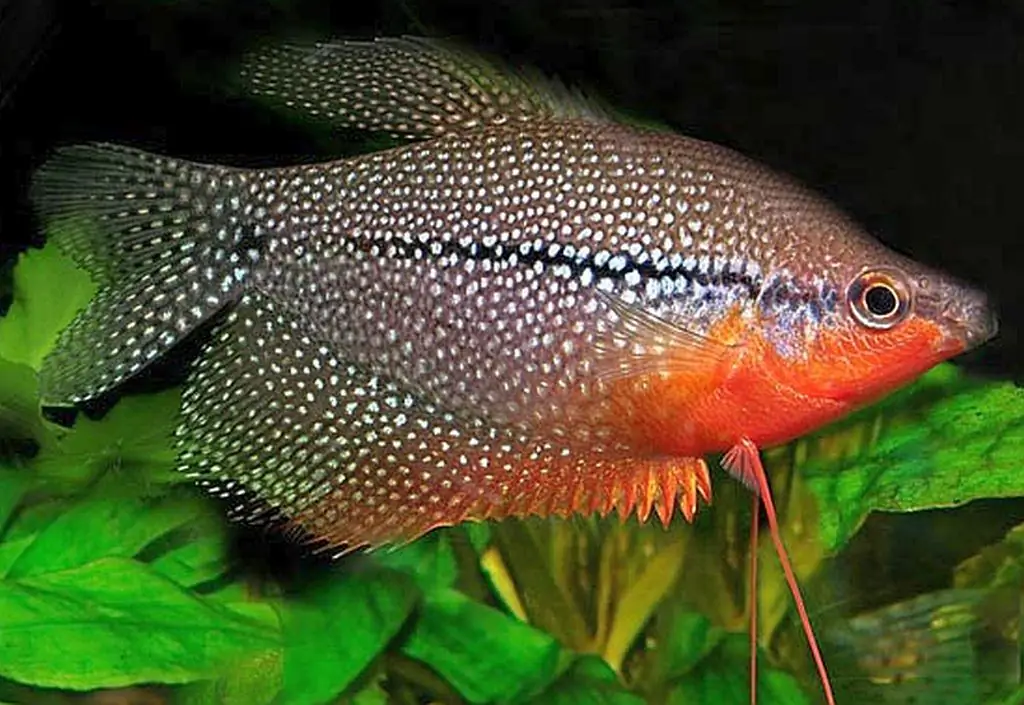 Akvarijná ryba gourami pearl: popis, obsah, kompatibilita, chov