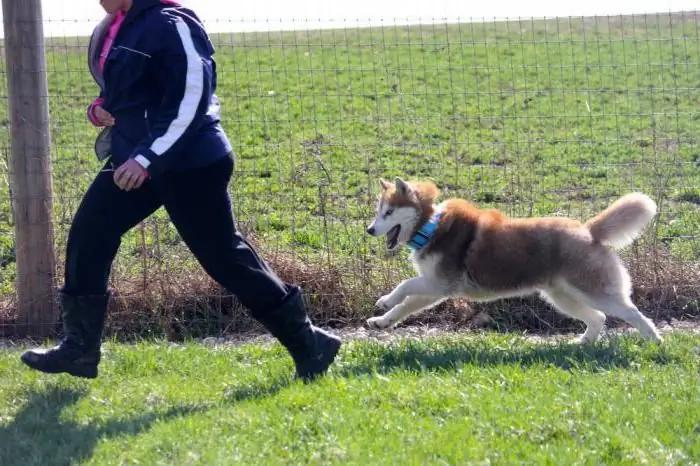 Hoe lank leef huskies: afhanklikheid van die onderhoud, opvoeding en dieet van die hond