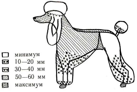 Yuav txiav koj tus dev li cas: ntau txoj kev xaiv, siv tus qauv rau txhua tus dev, cov lus qhia rau kev txiav plaub hau kom zoo nkauj thiab tsis tu ncua