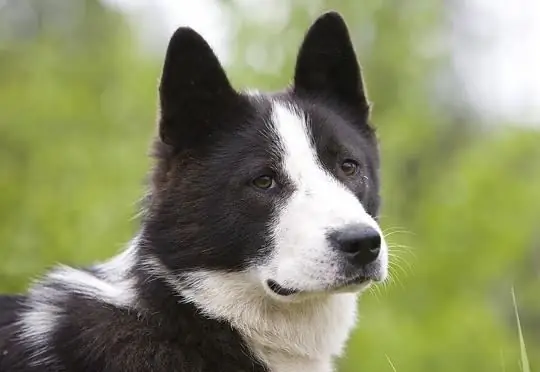 Sab Hnub Tuaj Siberian Laika: duab thiab piav qhia ntawm hom tsiaj, tus cwj pwm ntawm tus dev, nta ntawm kev saib xyuas thiab kev saib xyuas, tus tswv tshuaj xyuas