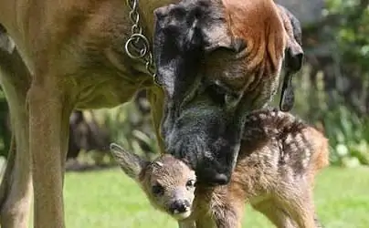 Šta je zanimljivo u vezi sa kraljem danom? Činjenica da je snažan, samodovoljan i plemenito zgodan