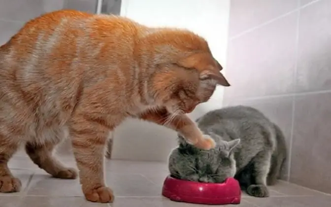 Clasificación de comida para gatos: seca y húmeda (2014). La mejor comida para gatos