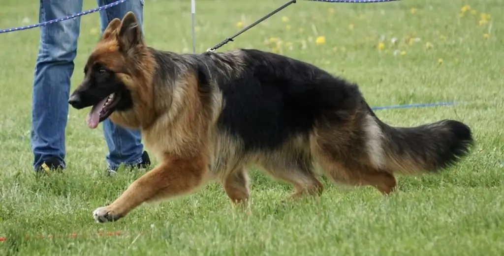 Hundkennel i Krasnodar: adresser, arbets- och skötselvillkor, foton och recensioner