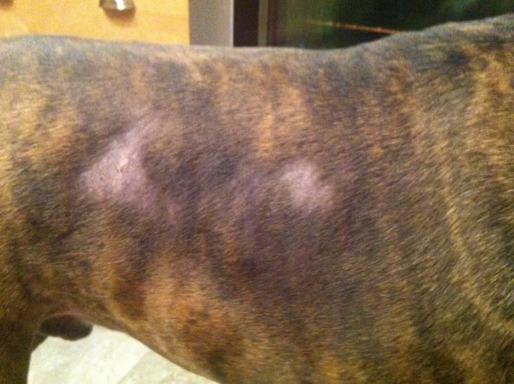 Types of Skin Diseases in Dogs