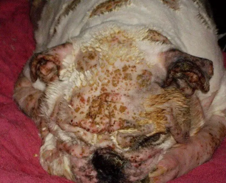 Skin diseases in dogs; descriptions