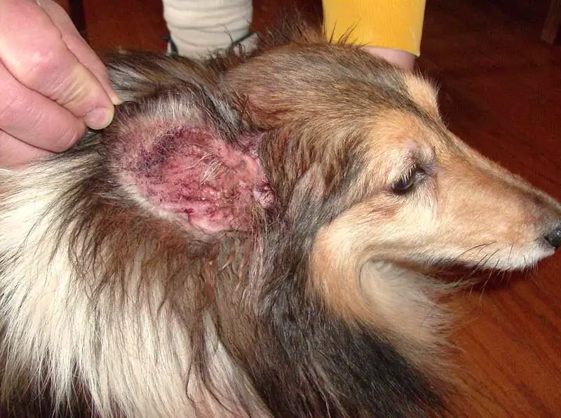 Skin diseases in dogs aquarium