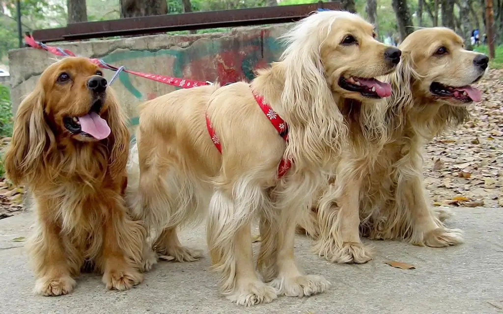 quanto tempo os spaniels russos vivem